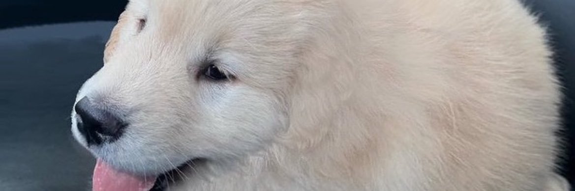 squirtyboy3's profile banner image