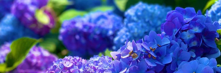 ☆ banner