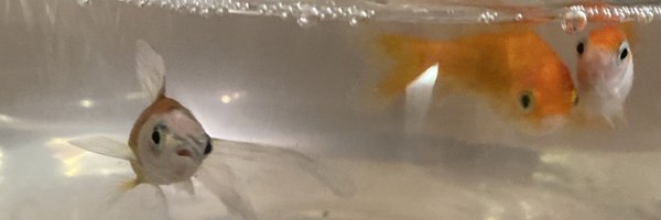 Lays4u Profile Banner