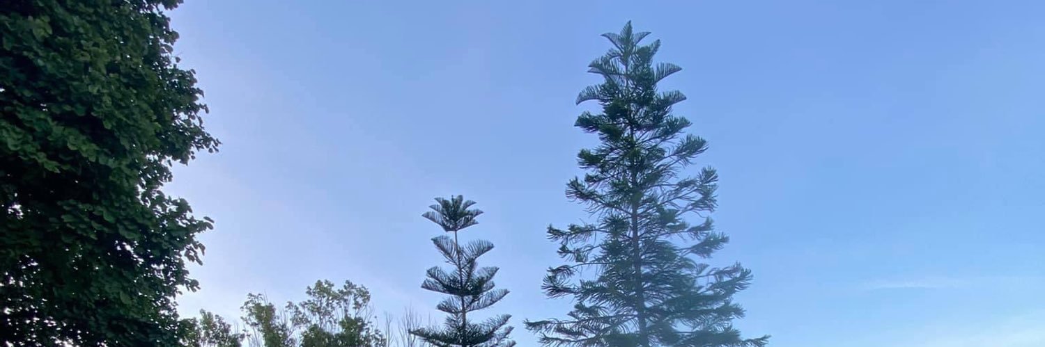 Trollypipo banner