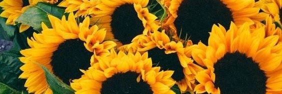 cassidyday13's profile banner image