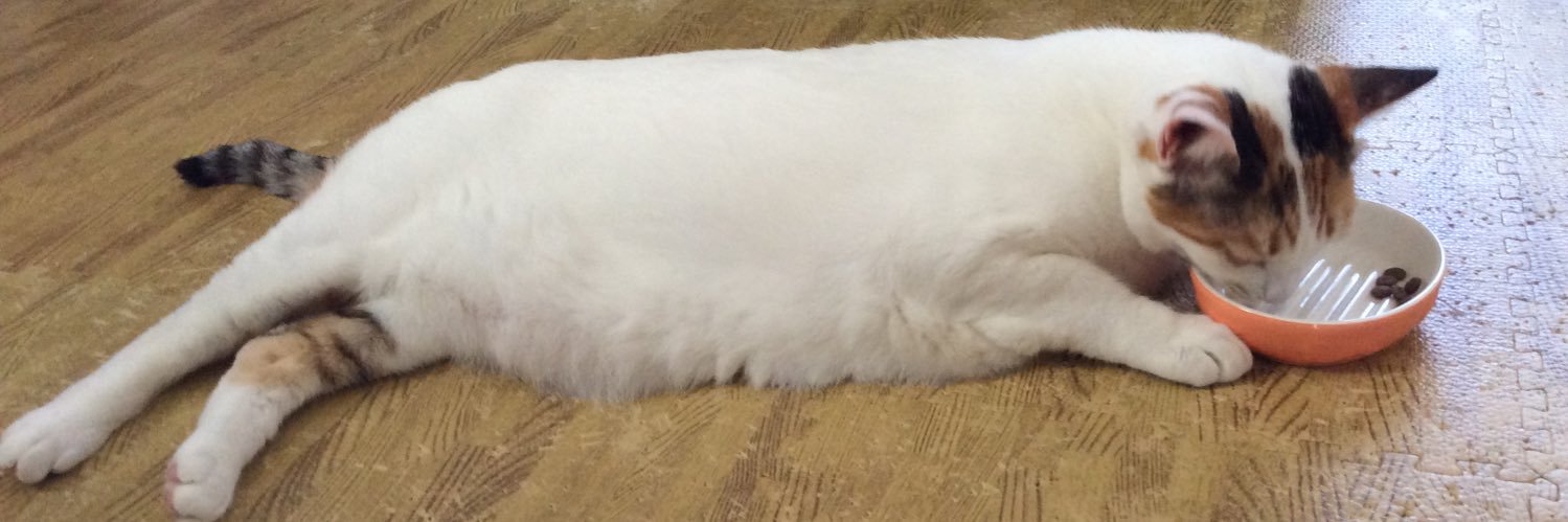 itachi_neko's profile banner image