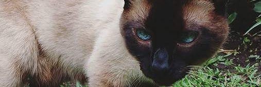 SolangeEgea's profile banner image
