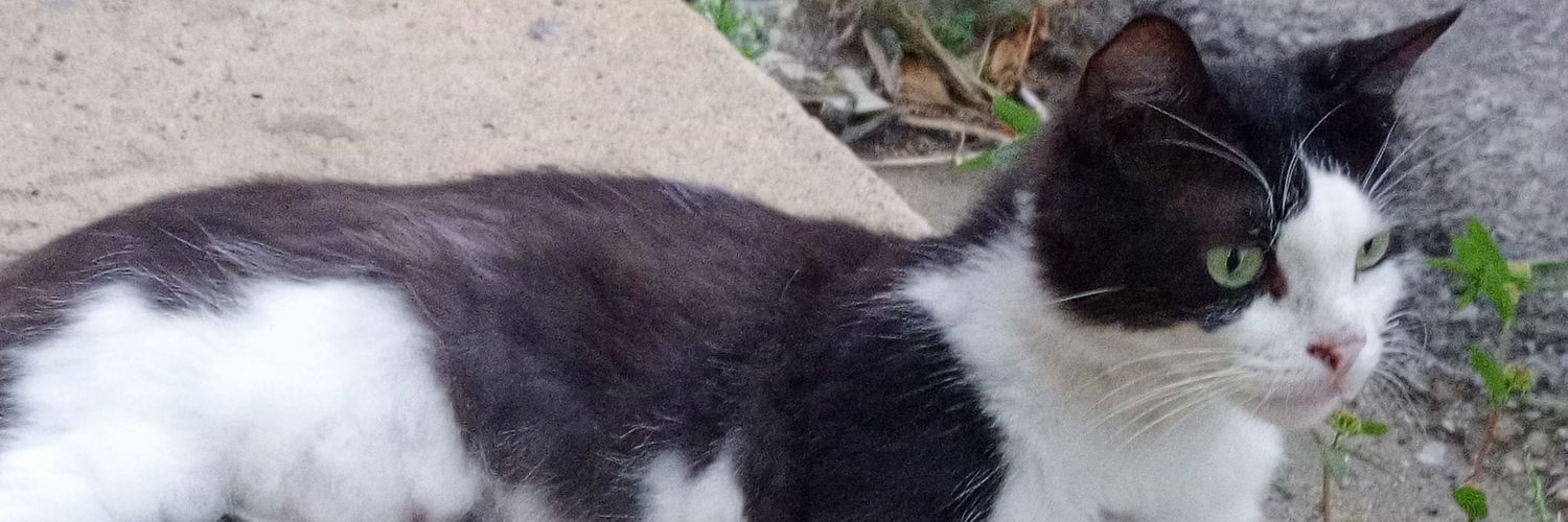 Carolinafer7's profile banner image
