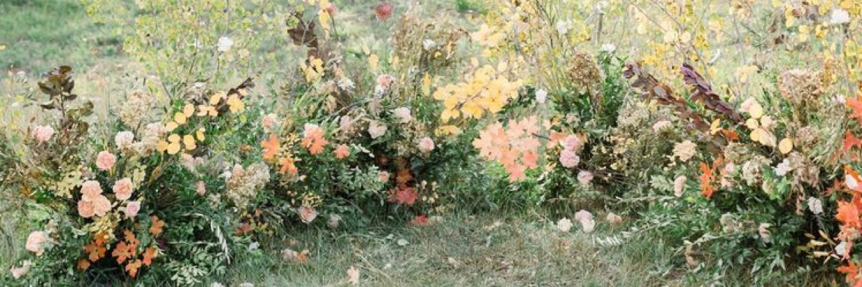 Stephanie Antoniou banner