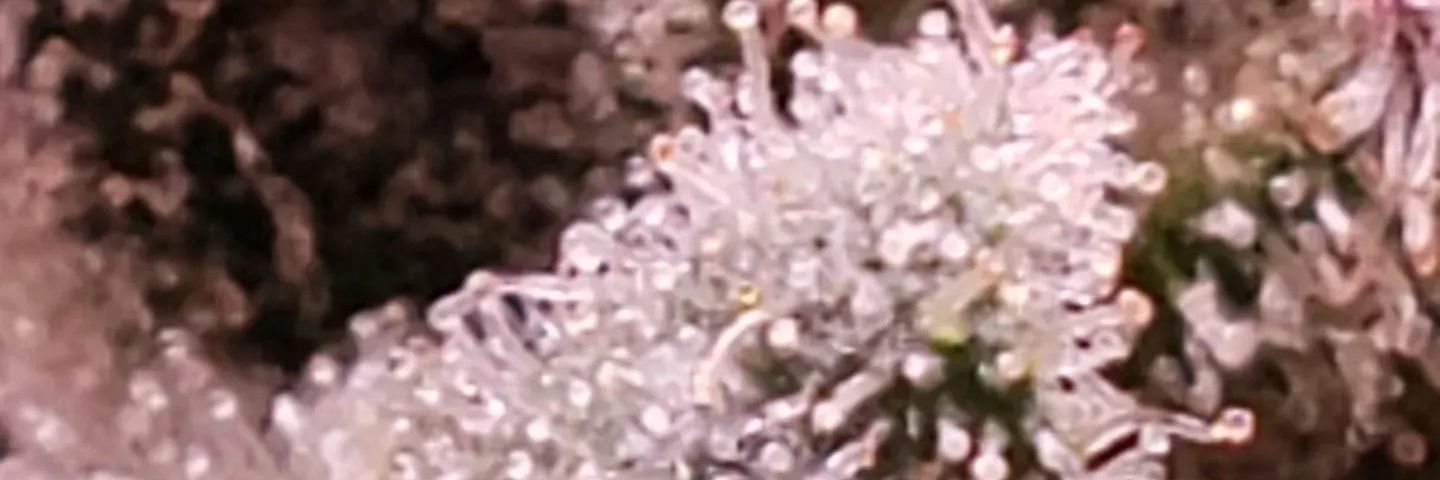 BgcGenetics's profile banner image
