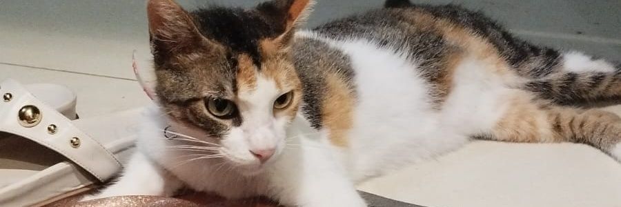 cattaclysm's profile banner image
