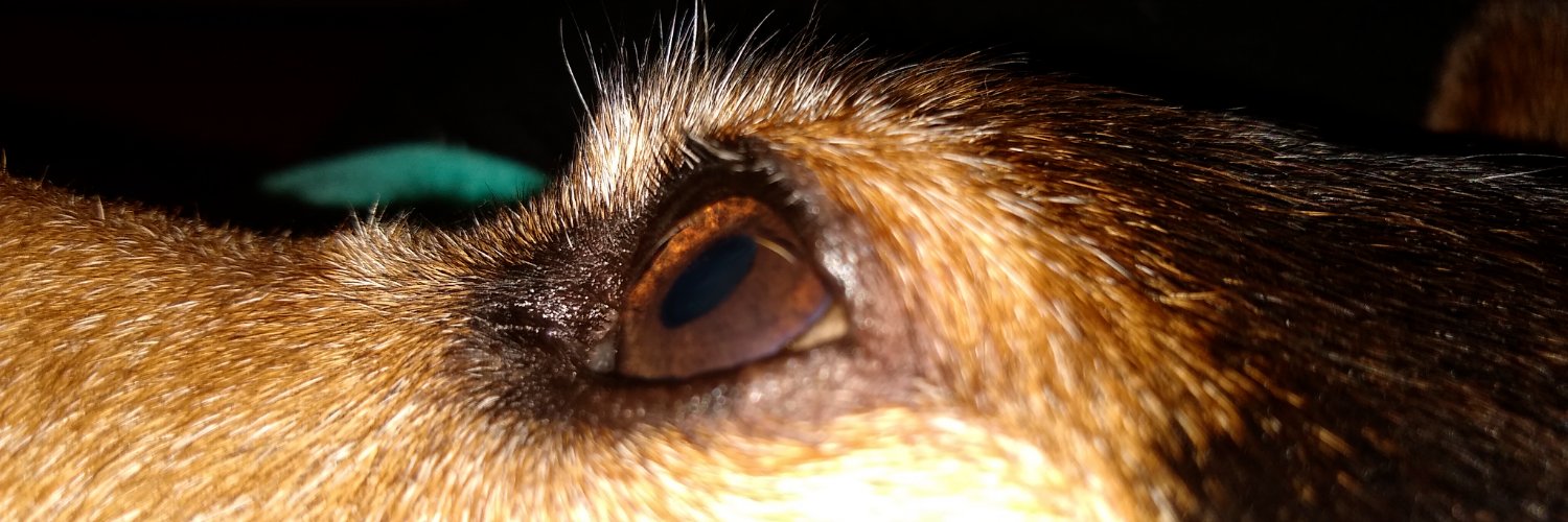 CrisLanaro's profile banner image