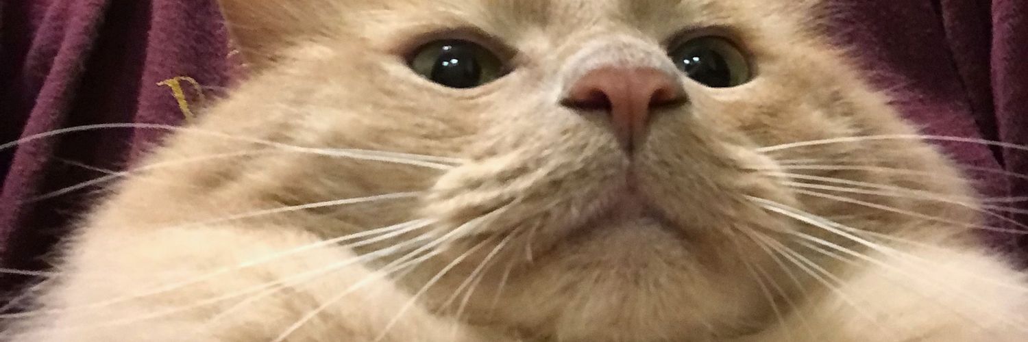 AwkwardCorgi's profile banner image