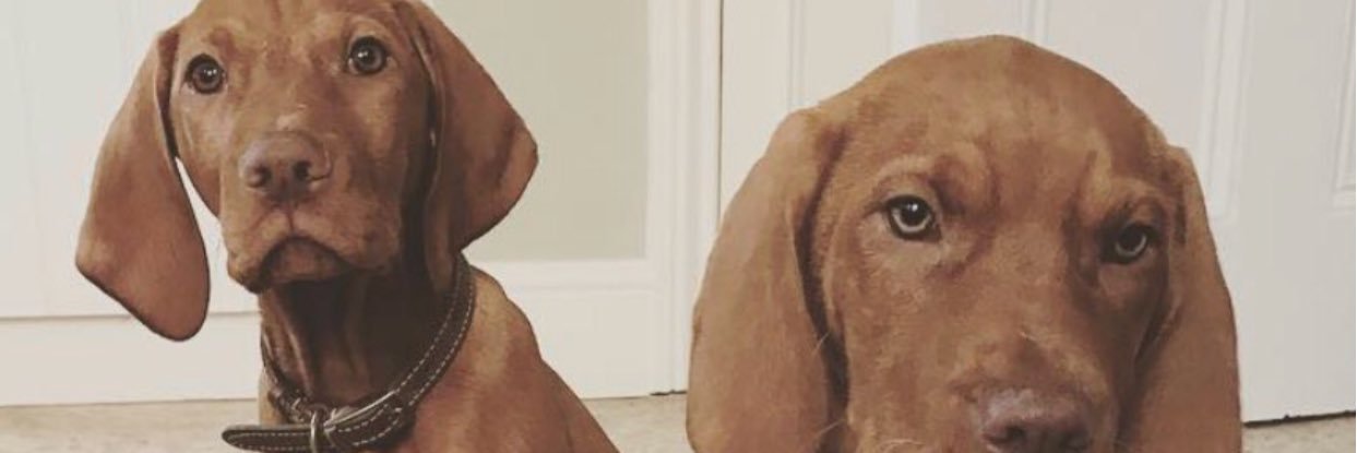 Standuphastings's profile banner image