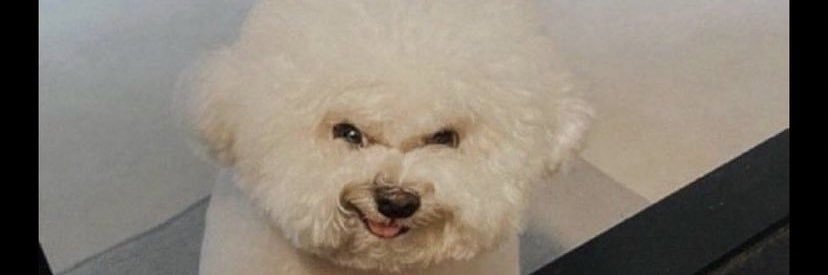 luu_tracy's profile banner image