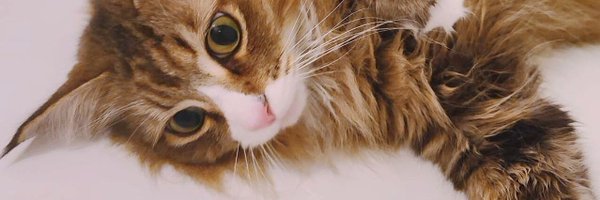 mirei_hoshi7 Profile Banner