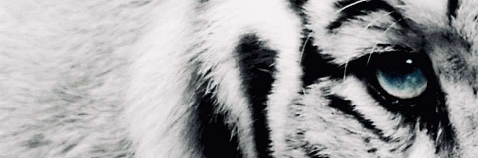 Ray_SRpro's profile banner image