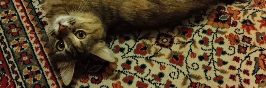 susuvako's profile banner image