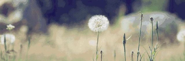 carey_ner's profile banner image
