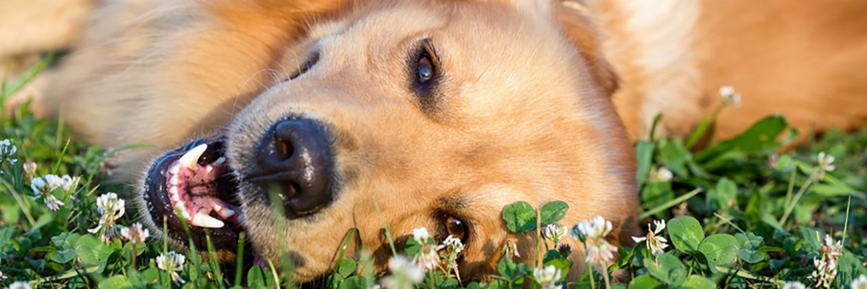 dogsrcool's profile banner image