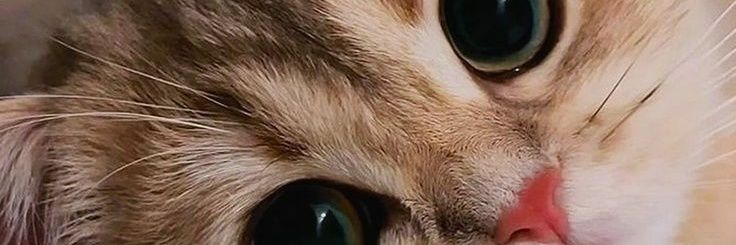 gazelle banner