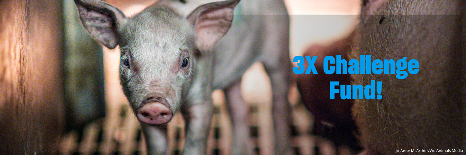Humane World for Animals's banner