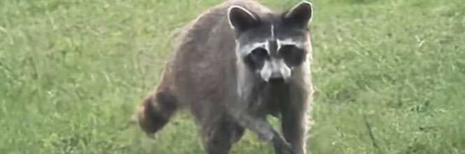 kitkaitty4's profile banner image