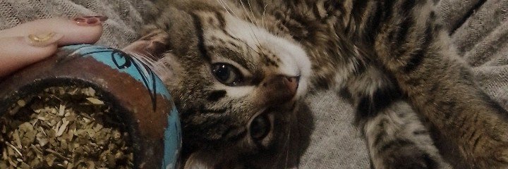 brencapoccetti1's profile banner image
