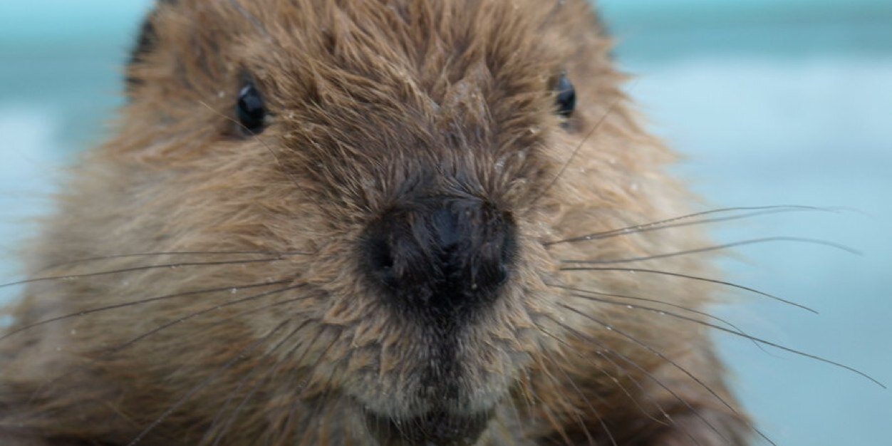 ClassicBeaver's profile banner image