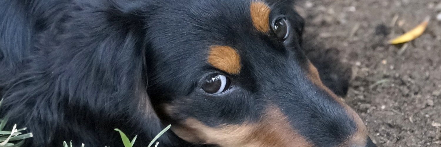 landgeruecht's profile banner image