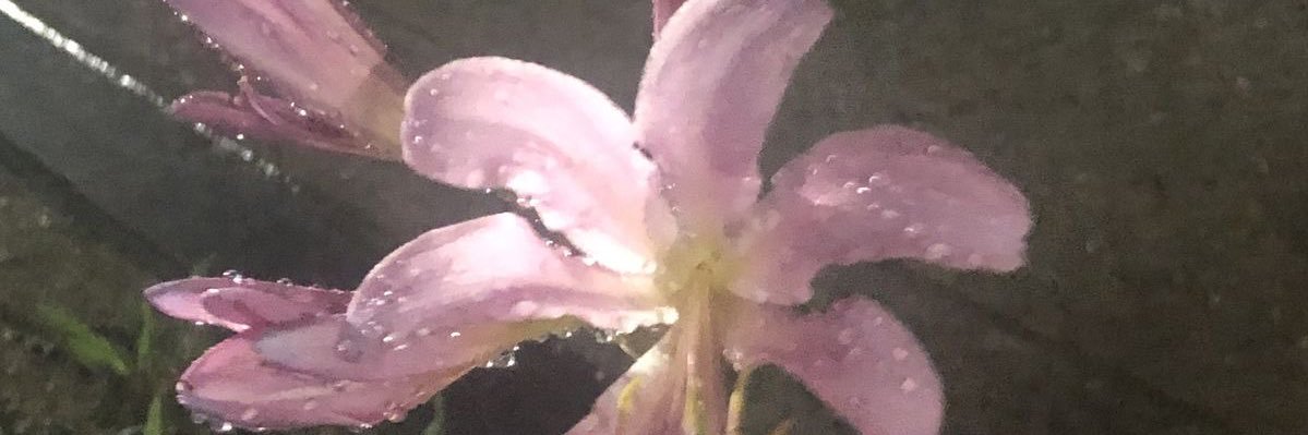 U ´꓃ ` U banner