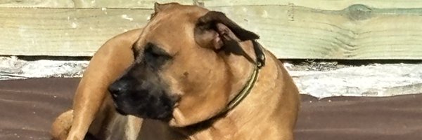 CAM010445 Profile Banner