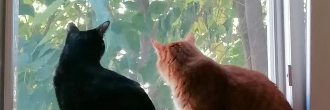 Vinícius de Oliveira banner