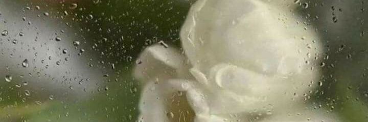 peang__p's profile banner image