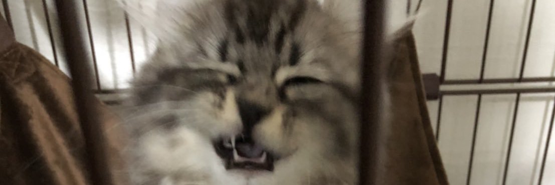 だう banner