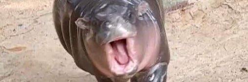 Polin Pendry 🍋 banner