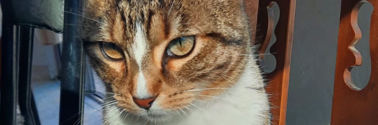 BTrabochi's profile banner image