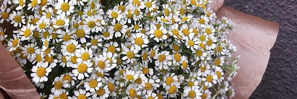 amanda_grees Profile Banner