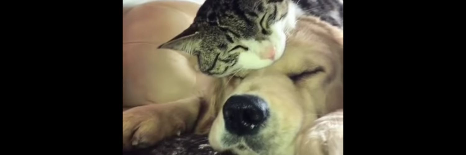 snbforever's profile banner image