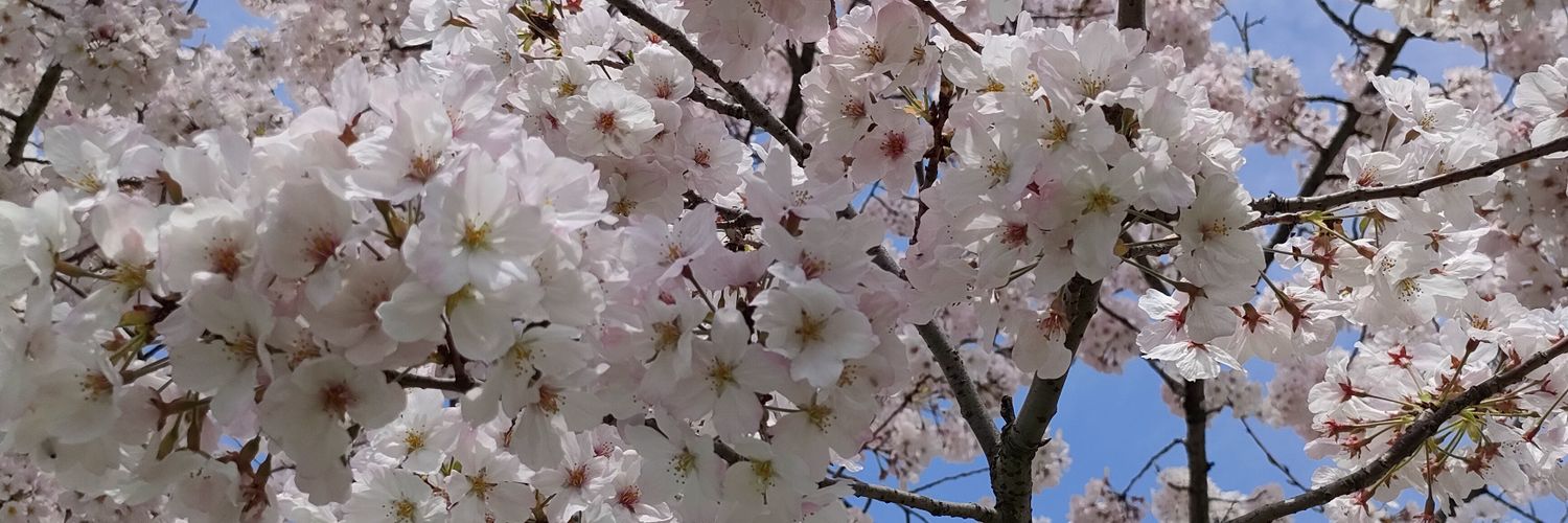 奏（かな）おうち英語小2👧年少👦 banner