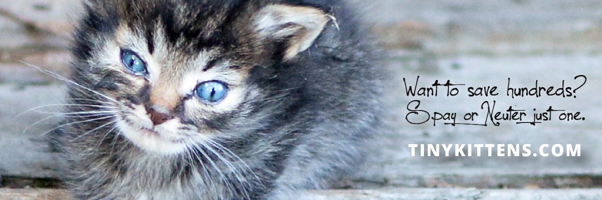 TinyKittens HQ banner