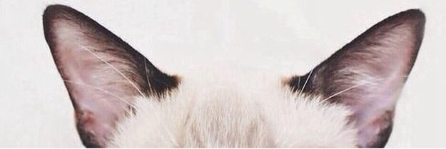 EllaCamponi's profile banner image