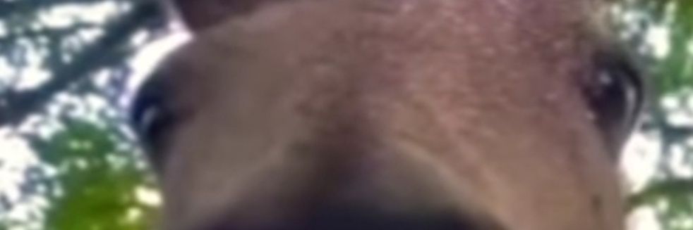Elderpackk's profile banner image