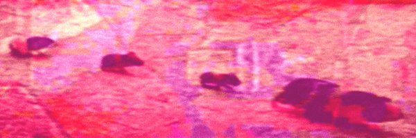 pharratch Profile Banner