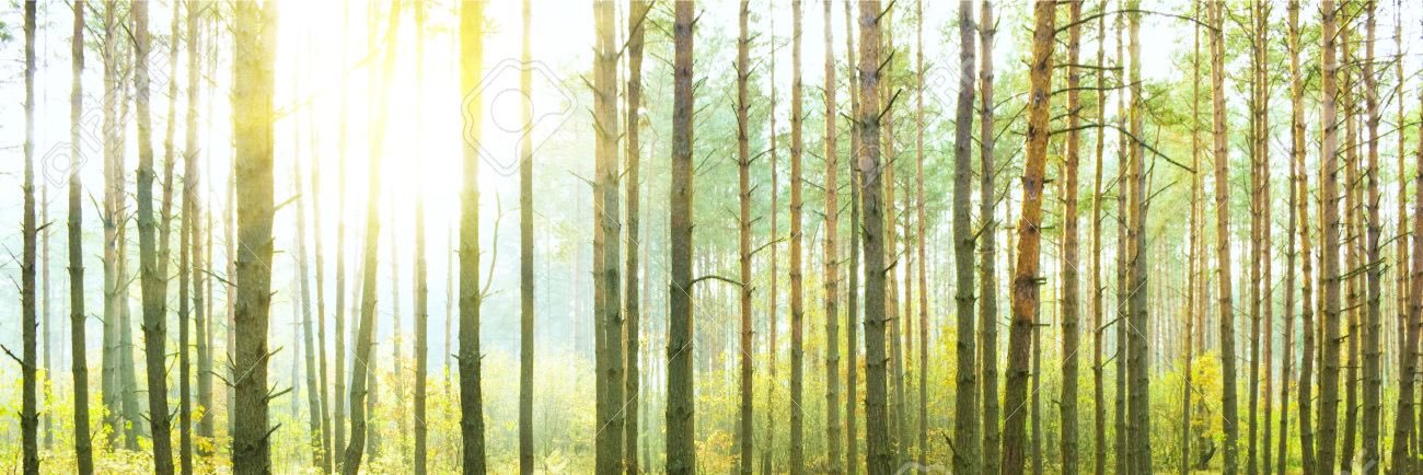 rosemonk's profile banner image