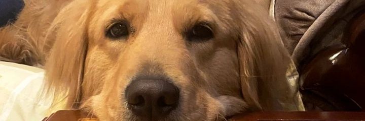 laurastt25's profile banner image
