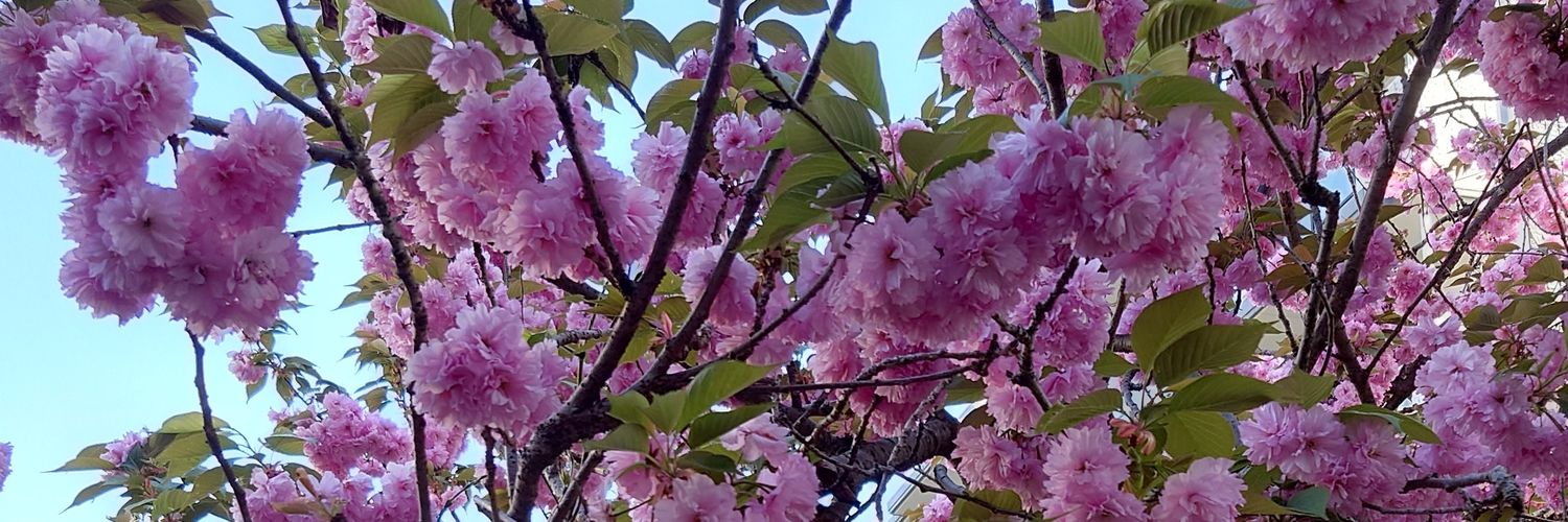 danna_pop_'s profile banner image