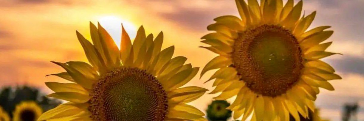 MMICHELLLIN's profile banner image