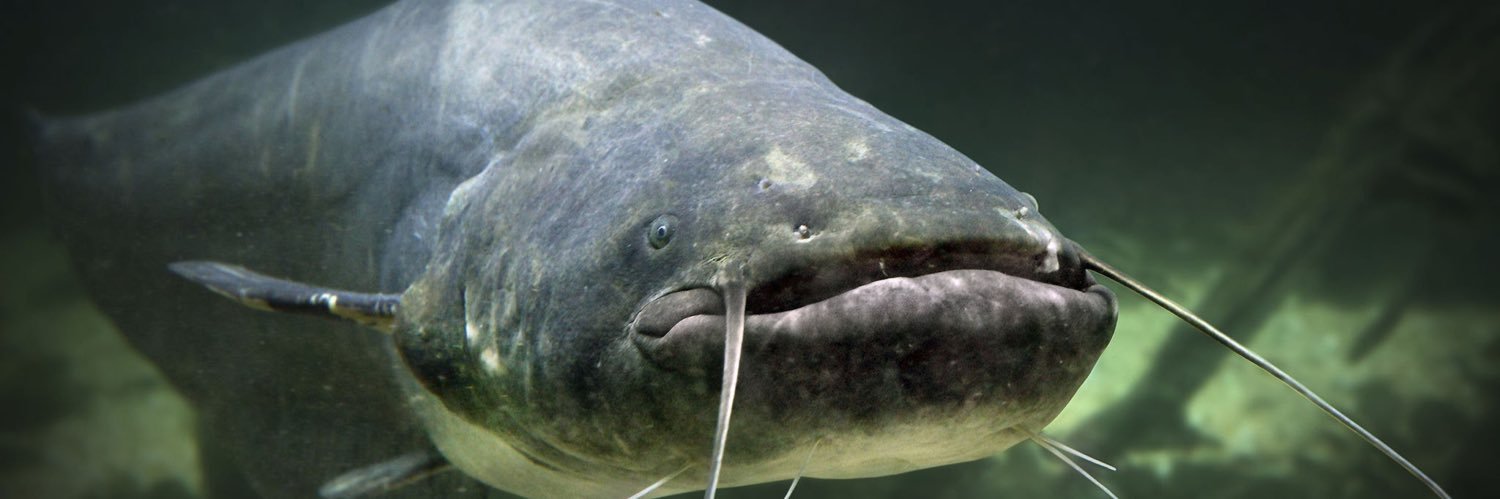 Ruben gunnar ten hag banner