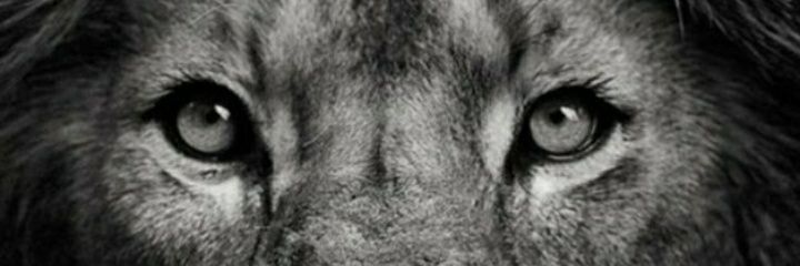 tcayem's profile banner image