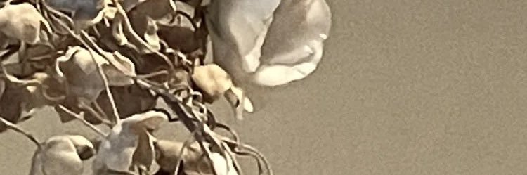 ttsummerara's profile banner image