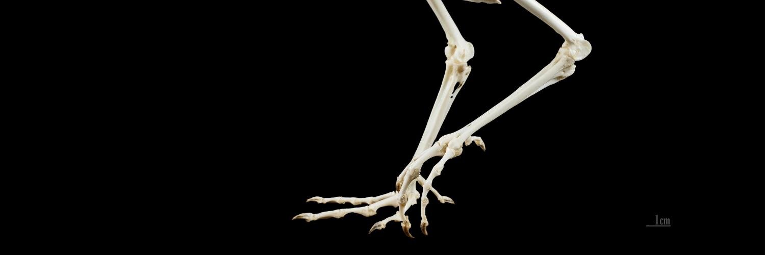 pfazani's profile banner image