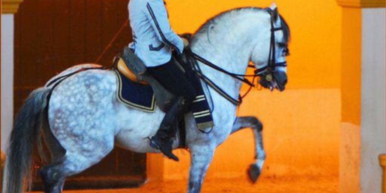 NewsHorses's profile banner image