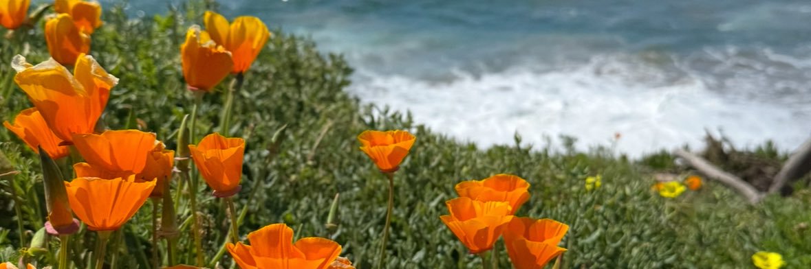 🌊🌺 TheRealMB 🌺 🌊's banner